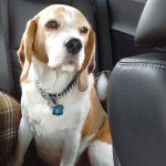 My folks read the pet rules and include me in their application!